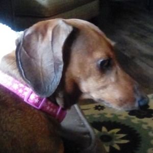 Meet your Posher, Heidi